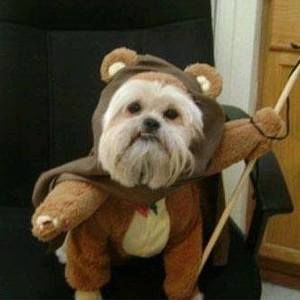 Meet your Posher, Max